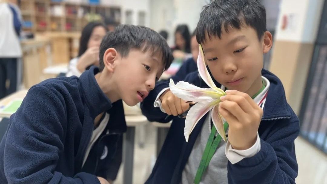 深圳贝赛思国际学校G5学生观察花朵结构