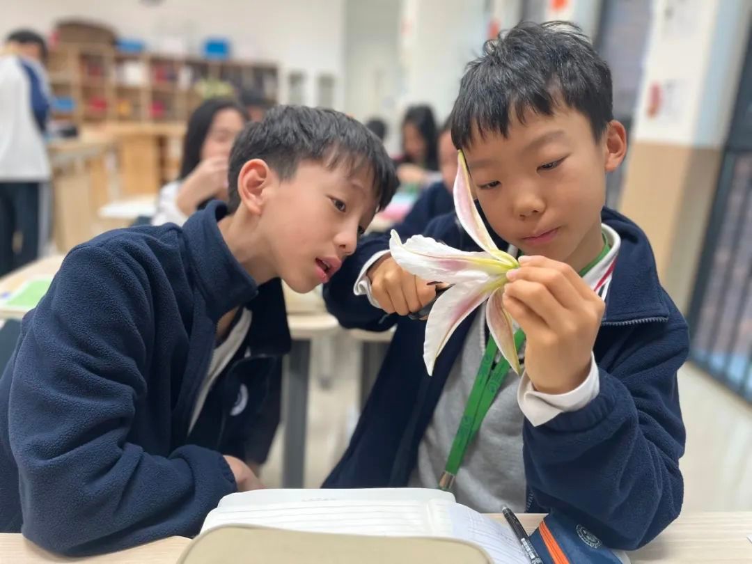 贝赛思学生在科学课堂观察植物