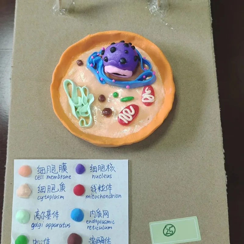深圳高级中学国际课程体系|喜报|社团 | 岁末回首,“生”机盎然